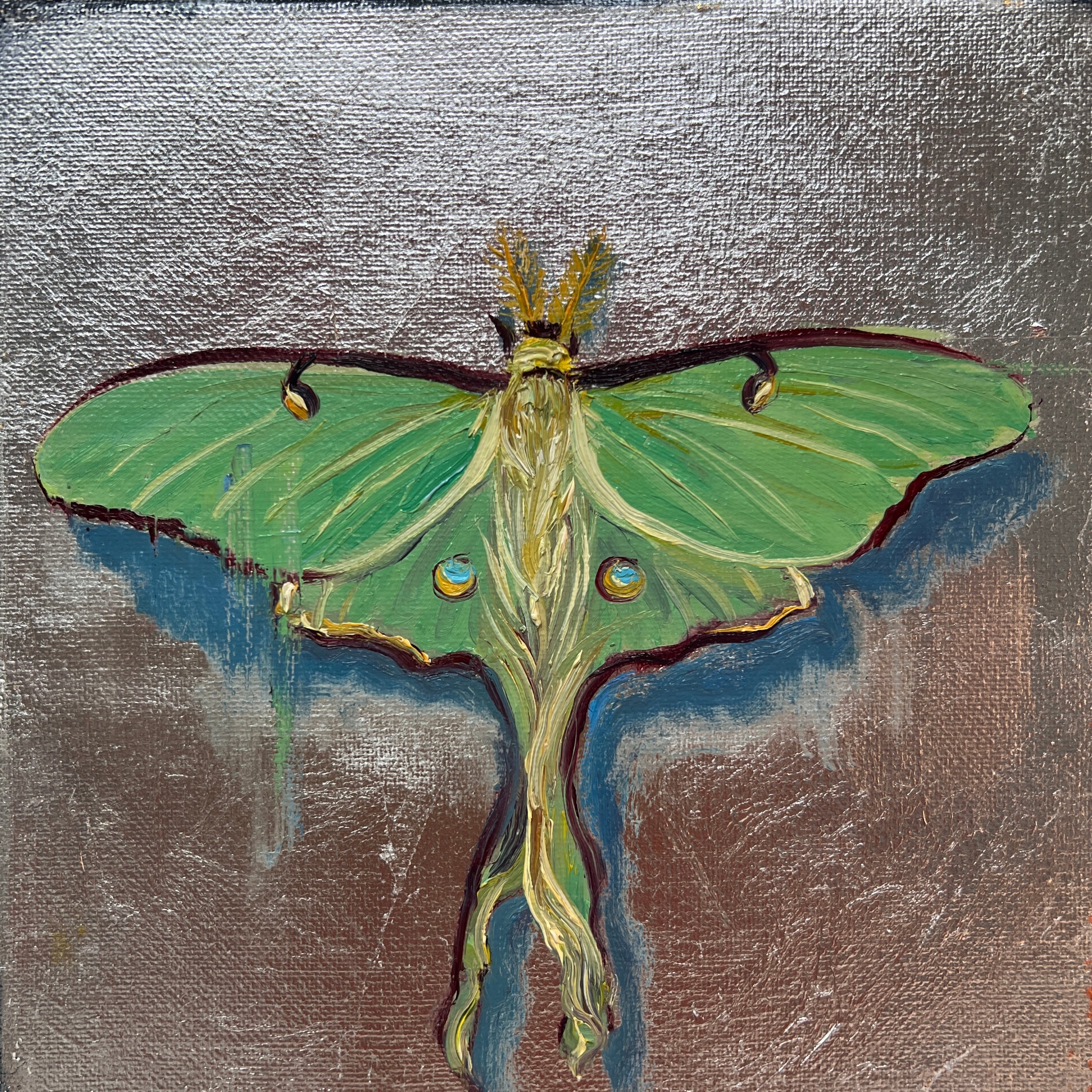 Luna Moth